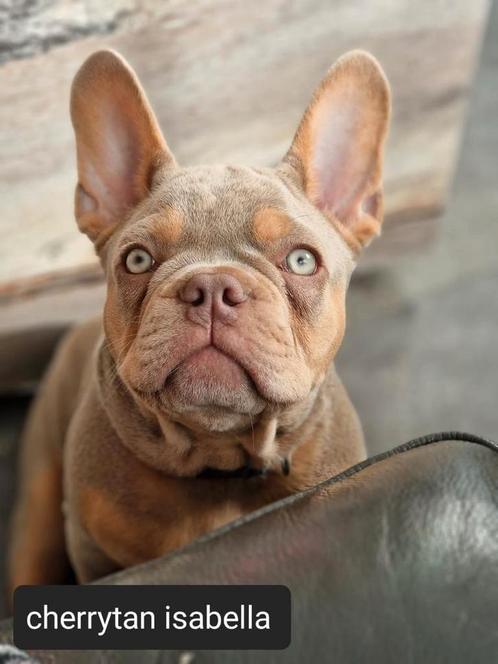 Franse bulldog pups (isabella zeer uniek) met gezond neusje, Dieren en Toebehoren, Honden | Bulldogs, Pinschers en Molossers, Teef