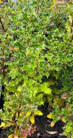 Ilex aquifolium - Hulst, Tuin en Terras, Planten | Struiken en Hagen, Ophalen, Hulst, Struik, Minder dan 100 cm