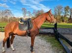 9 jarige sportmerrie, Dieren en Toebehoren, Paarden, Merrie, M, Dressuurpaard, 7 tot 10 jaar