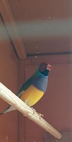 Gouldamadine man, Mannelijk, Tropenvogel