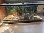 Terrarium + Boa te koop!, Dieren en Toebehoren, Reptielen en Amfibieën, Slang, Met terrarium, 0 tot 2 jaar