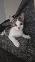 Kat, Dieren en Toebehoren, Katten en Kittens | Raskatten | Korthaar, Kater