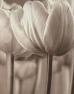 Canvas schilderij van Ikea met tulpen, Ophalen, 50 tot 75 cm, 125 cm of meer, Zo goed als nieuw