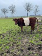 Lakenvelder guste stamboek koe heeft  2023 gekalfd, Dieren en Toebehoren, Runderen, Vrouwelijk, 3 tot 6 jaar