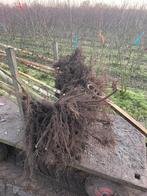 Laan em sierbomen, Tuin en Terras, Bloeit niet, Halfschaduw, 100 tot 250 cm, Overige soorten