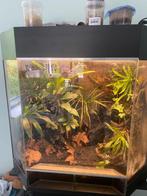 Dutch Rana showpaludarium, Dieren en Toebehoren, Reptielen en Amfibieën, Slang, Met terrarium, 0 tot 2 jaar