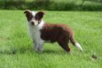 Border collie pups 💖💖💖, Dieren en Toebehoren, België, Rabiës (hondsdolheid), 15 weken tot 1 jaar, Collie