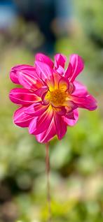 Dahlia 53, Ophalen, Overige soorten, Volle zon