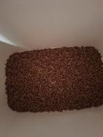 Levende meel wormen, Dieren en Toebehoren