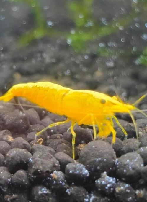 Yellow Goldenback gele garnalen te koop!, Dieren en Toebehoren, Vissen | Aquariumvissen, Kreeft, Krab of Garnaal