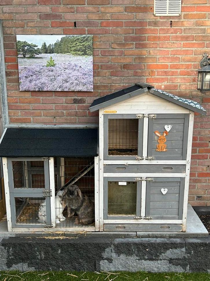 2 konijnen met hok te koop, Dieren en Toebehoren, Knaagdieren en Konijnen | Hokken en Kooien, Hok, Minder dan 60 cm, 110 cm of meer