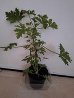 Citroengeranium - Vaste plant, Volle zon, Vaste plant, Zomer, Ophalen