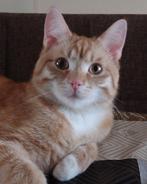 Vermist, Dieren en Toebehoren, Kat