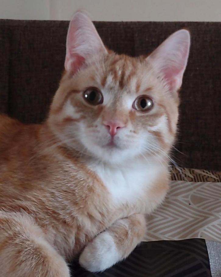 Vermist, Dieren en Toebehoren, Vermiste en Gevonden Dieren, Kat