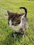 Kittens te koop, Dieren en Toebehoren