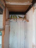 Jongen  Bergparkieten, Meerdere dieren, Parkiet, Geringd