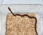Rattenslangen/cornsnakes te koop (Palmetto), Slang