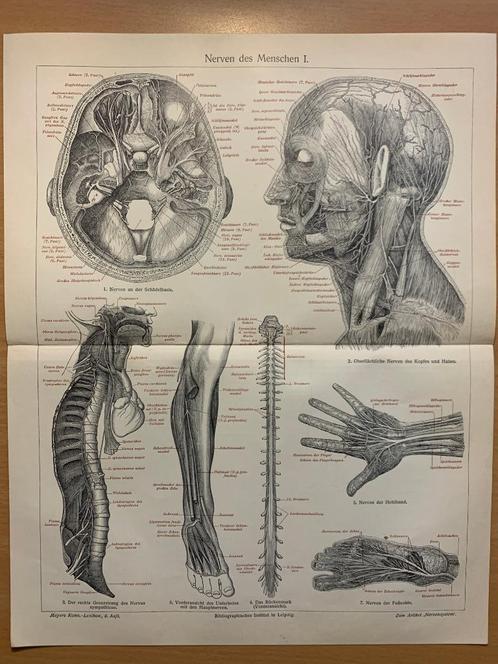 1874 anatomische prent anatomie zenuwen neurologie, Antiek en Kunst, Antiek | Boeken en Bijbels, Ophalen of Verzenden