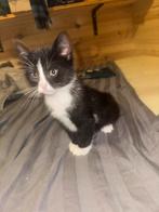 kittens, Poes