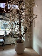 Kunstboom bloesem met pot, Ophalen, 200 cm of meer, Overige soorten, Halfschaduw