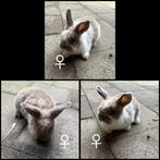 Dwergkonijntje hangoortjes, Vrouwelijk, Dwerg