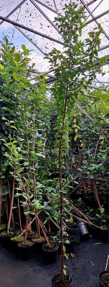 Laurier Prunus angustifolia  novita Caucasica ☘️150 stuks beschikbaar voor biedingen
