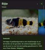 5 bijtjes = €2,00, Dieren en Toebehoren, Vis