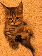 Kitten, Kater, Ontwormd, 0 tot 2 jaar
