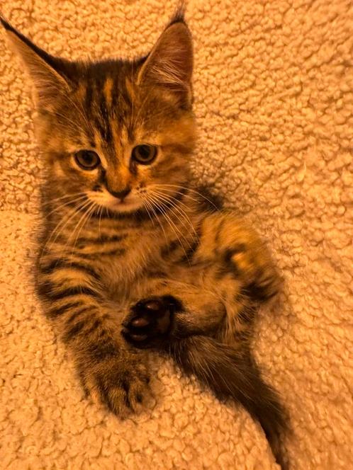 Kitten, Dieren en Toebehoren, Katten en Kittens | Raskatten | Korthaar, Kater, 0 tot 2 jaar, Ontwormd