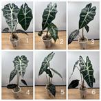 Alocasia & Anthurium uit eigen collectie – €7, Ophalen of Verzenden