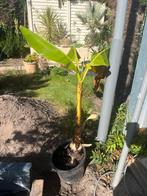 Bananan plant., Tuin en Terras, Planten | Bomen, Bloeit niet, Overige soorten, Minder dan 100 cm, Ophalen