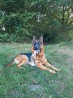 Prachtige Duitse herder Reu,  1 jaar oud, stamboom., Dieren en Toebehoren, Honden | Herdershonden en Veedrijvers, Rabiës (hondsdolheid)