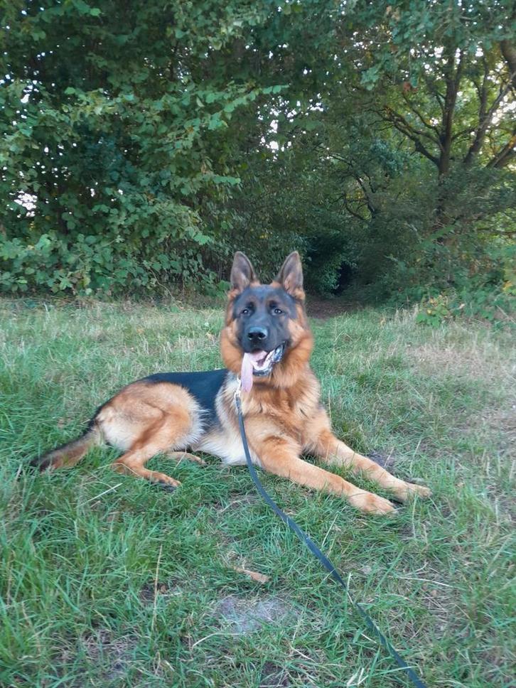 Prachtige Duitse herder Reu,  1 jaar oud, stamboom., Dieren en Toebehoren, Honden | Herdershonden en Veedrijvers, Reu, Herder