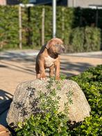 Puppy American Bully XL BossyKennels, MPB Bloedlijn, Dieren en Toebehoren, Honden | Bulldogs, Pinschers en Molossers, Rabiës (hondsdolheid)