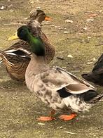 Mooi koppel kuifeenden, Dieren en Toebehoren, Pluimvee, Meerdere dieren, Kip