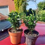 Euonymus green spire(Beste buxus vervanger), Ophalen, Overige soorten, Haag, Minder dan 100 cm