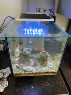 Mooi beginners zeeaquarium, Dieren en Toebehoren, Ophalen of Verzenden, Zo goed als nieuw, Leeg aquarium
