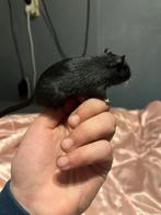 Gerbil koppel, Januari, Meerdere dieren, Overige typen, Tam