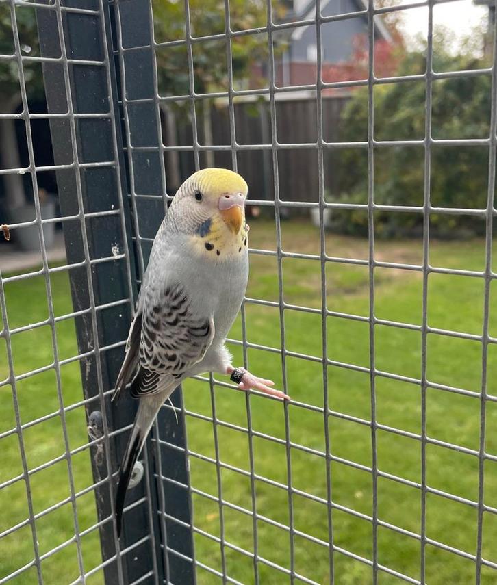 Jonge parkiet, Dieren en Toebehoren, Vogels | Parkieten en Papegaaien, Parkiet, Vrouwelijk
