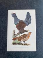 7 prenten/vogels hoenders 16,5x24 samen 11 euro oa kwartel, Ophalen of Verzenden, Natuur en Biologie