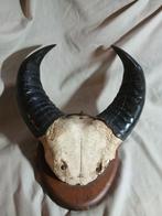 Hoorns en stuk schedel "buffel", stier op wandbord, Ophalen of Verzenden