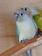 3x wilde pyrrhura’s te koop2025(kweek, Dieren en Toebehoren, Vogels | Parkieten en Papegaaien, Vrouwelijk, Parkiet, Tam