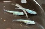 Eitjes medaka miyuki silver - japanse rijstvis, Dieren en Toebehoren, Vissen | Aquariumvissen, Vis, Zoetwatervis, Schoolvis