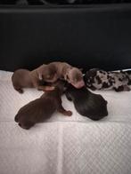 Super mooie jack russel terrier pups, Dieren en Toebehoren, Honden | Jack Russells en Terriërs, Jack Russell Terriër, 8 tot 15 weken
