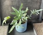 Ijzervaren, Tuin en Terras, Planten | Tuinplanten, Vaste plant, Bloeit niet, Halfschaduw, Ophalen