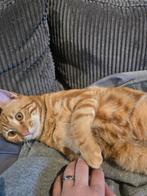 Halve bengaalse poesjes 2 en 1 katertje oranje katertje, Dieren en Toebehoren, Katten en Kittens | Raskatten | Korthaar, Meerdere dieren