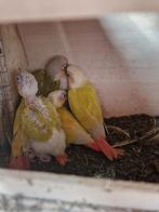 Te koop 5 jongen net uitgevlogen Pyrrhura's, Dieren en Toebehoren, Vogels | Parkieten en Papegaaien, Meerdere dieren, Dwergpapegaai of Agapornis