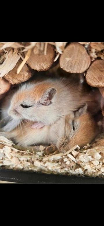 3 lieve gerbils (Mama met 2 gerbilpups) beschikbaar voor biedingen