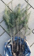 Douglasspar /kerstboom/ 60-70cm/ blote wortel, Ophalen of Verzenden, Bloeit niet, Overige soorten, Minder dan 100 cm