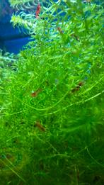 Rode zoet water garnaaltjes, Dieren en Toebehoren, Vissen | Aquaria en Toebehoren, Ophalen, Plant(en), Steen of Hout